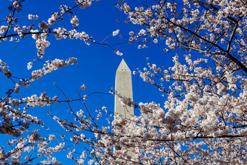 Cherry blossom framing Washington Monument with blue sky background, Washington DC, USA