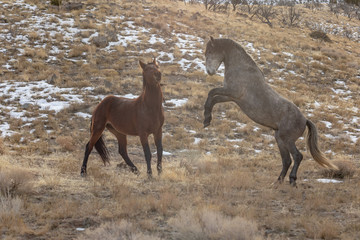 Obraz na płótnie Canvas Wild Horses Interacting in Winter