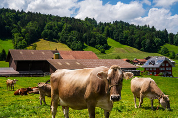 Naklejka na ściany i meble Summer landscape with cow grazing on fresh green mountain pastures near Grindelwald, Switzerland, Europe. Holstein cows are grazing at warm summer morning on a meadow.