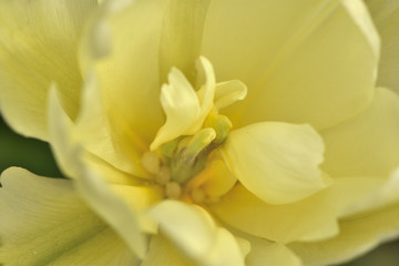 Obraz na płótnie Canvas closeup of yellow flower tulip