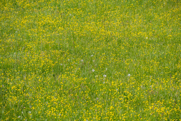 Wiese im Fr&uuml;hjahr