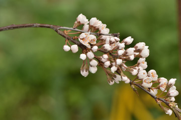 cherry blossom in spring