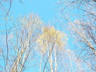 Fototapeta na wymiar branches of a trees in spring