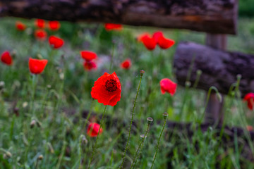 Poppy flowers blossom on wild field. Nature background. Beautiful field red poppies with selective focus. Red poppies in early morning light. Wonderful landscape. Amazing nature scene. Soft focus.