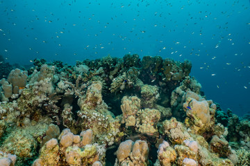 Coral reefs and water plants in the Red Sea, Eilat Israel