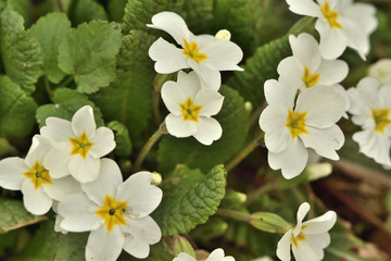white flowers in the garden