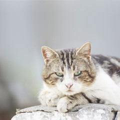 Obraz premium The critical Cat