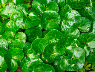 Fresh lush green grass in meadow, nature background