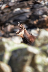 A male alpine chamois