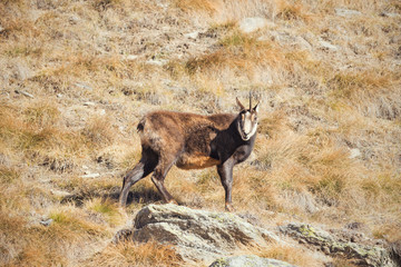 The alpine chamois with a broken horn