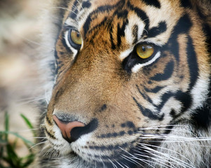 A Portrait of a Bengal Tiger in the Forest