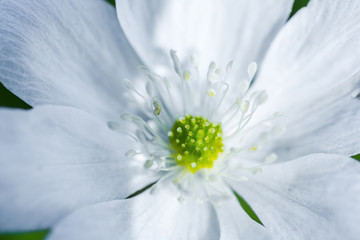 Spring white flower close up.