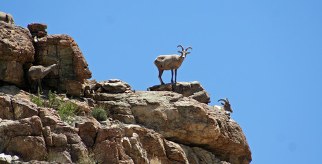Big horn sheep with many horns standing on a mountain rock