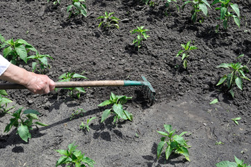 gardener raking pepper plantation - seasonal work in the vegetable garden