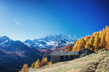 The pasture in the Alps