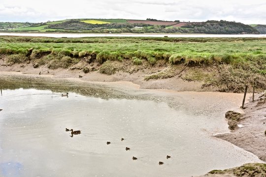 Ducks and Drakes at Laugharne