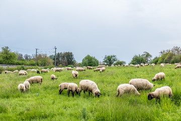 Obraz na płótnie Canvas Schafe grasen auf der Weide