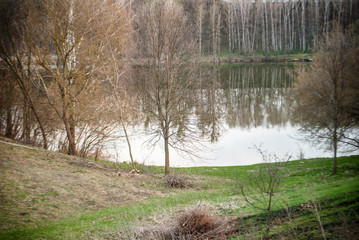 landscape of lake and forest in spring evening