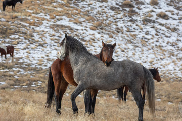 Wild Horses Interacting in Winter