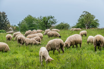 Schafe grasen auf der Weide