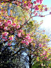 Magnolia tree in park during spring