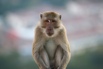 Portrait of a monkey staring