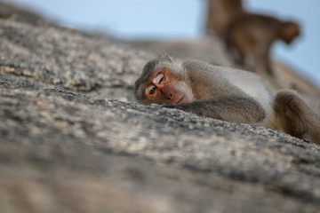 Portrait of a monkey staring