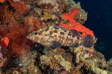 Fish swim in the Red Sea, colorful fish, Eilat Israel
