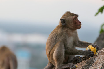 Portrait of a monkey staring