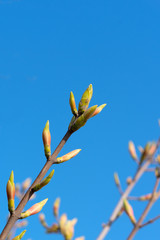 spring tree branch blooming flower over sky