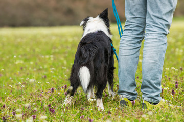 Border collie walk with dog owner from behind