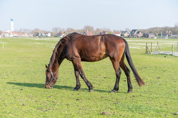 Obraz premium Horse graze in the meadow. Residential buildings are visible in the background.