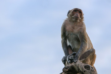 Fototapeta premium Portrait of a monkey staring