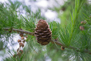 Pine cone on a branch with fresh young pine needles Close-up. Spring needles, vegetative background.
