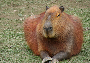 The capybara inhabits savannas and dense forests and lives near bodies of water. It is a highly social species and can be found in groups as large as 100 individuals, but usually lives in groups of 10