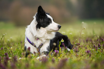 Young border collie in a flower meadow