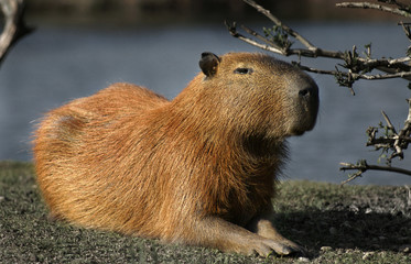 The capybara inhabits savannas and dense forests and lives near bodies of water. It is a highly social species and can be found in groups as large as 100 individuals, but usually lives in groups of 10