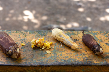 Close up of Urucuri Palm fruits, with and without bark, on rustic wooden table painted green. Very nutritious, they are used in the feeding of animals of the forest and even of people.