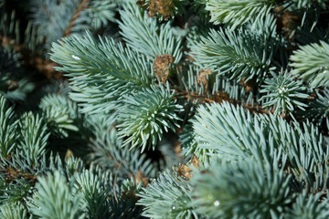 Blue spruce branches background. Close-up. Young spring fir-needles. Plant background.