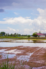 Landscape of houses besides a flooded paddy field and blue sky.