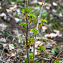 first green leaves in spring