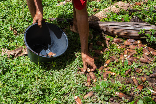 Hands of man collecting Urucuri Palm fruits from the ground in the forest and putting in black bucket. Very nutritious, they are used in the feeding of animals of the forest and even of people.