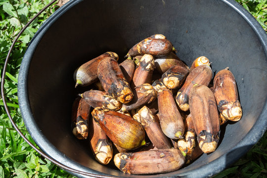 Close up of Urucuri Palm fruits inside black bucket. Very nutritious, they are used in the feeding of animals of the forest and even of people.