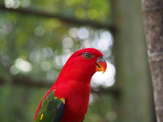Red Parrot