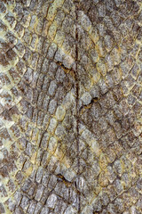 Snake skin reptile for pattern