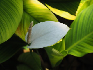 Peace Lily