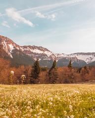 saturated colors mountain snow forest meadow view landscape