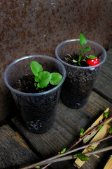 Seedlings of violas in peat pots