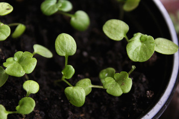 Seedlings of violas 