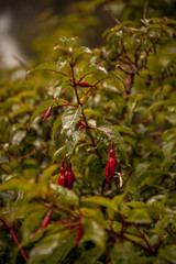 Flor de color rojo junto a salto el leon en la region de la Araucania, Chile